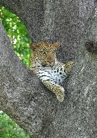 Foto: Es ist nicht so einfach, den Baum raufzuklettern! Leopard im Krger-Park
