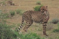 Foto: Gepard in der Etosha-Pfanne, Namibia