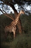 Foto: Giraffe im Krger Nationalpark