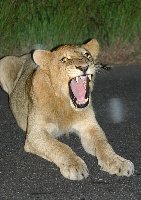 Foto: Er mag uns nicht! Junger Lwe bei der Nachtfahrt im Krger-Park