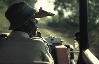 Foto: Pirsch im Hluhluwe Wildreservat