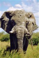 Foto: Elefant in der Etosha-Pfanne, Namibia