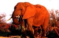 Foto: Elefantenbulle im Krüger Nationalpark