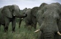 Foto: Elefantengruppe im Hluhluwe Wildreservat