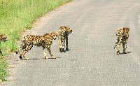 Foto: Im Krger-Park haben die Tiere Vorfahrt! Geparden kreuzen die Strae