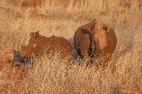 Foto: Nashörner nach erfrischendem Schlammbad im Krüger-Park